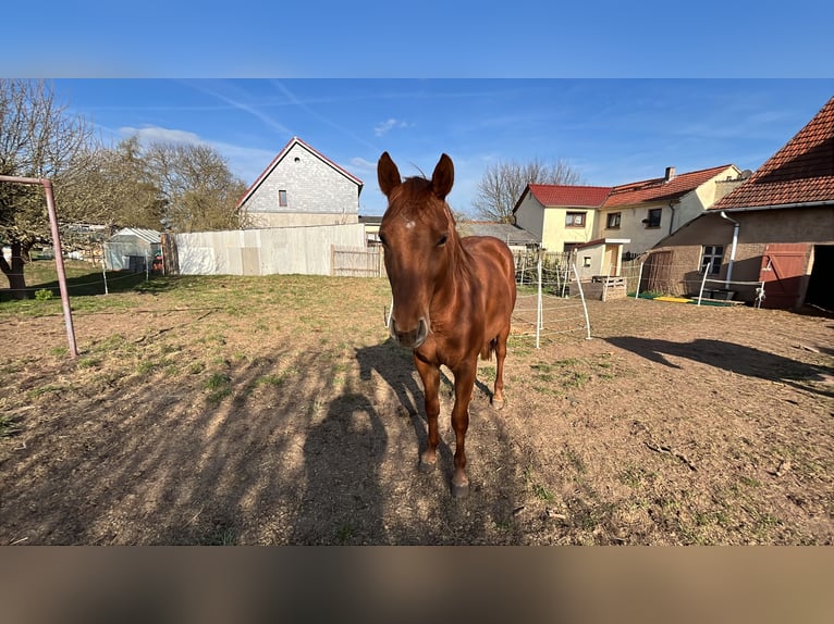 Paint Horse Wallach 2 Jahre 147 cm Fuchs in Sangerhausen