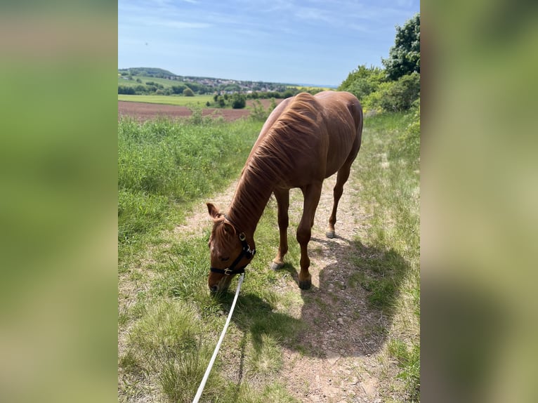 Paint Horse Wallach 2 Jahre 147 cm Fuchs in Sangerhausen