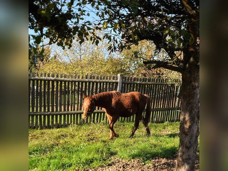 Paint Horse Wallach 2 Jahre 147 cm Fuchs in Sangerhausen