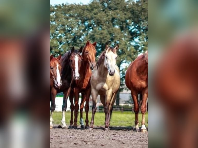 Paint Horse Wallach 2 Jahre 150 cm Buckskin in Ede