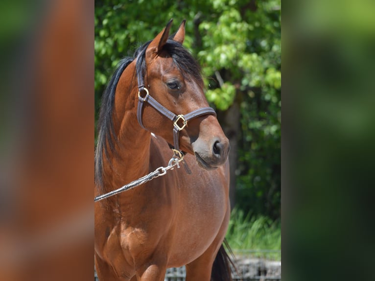 Paint Horse Wallach 2 Jahre 150 cm Schecke in Nohfelden