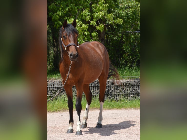 Paint Horse Wallach 2 Jahre 150 cm Schecke in Nohfelden