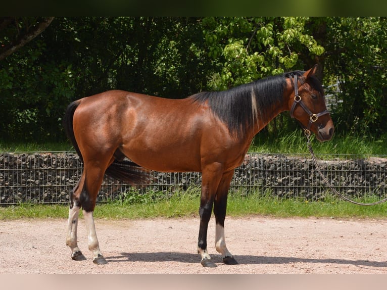 Paint Horse Wallach 2 Jahre 150 cm Schecke in Nohfelden
