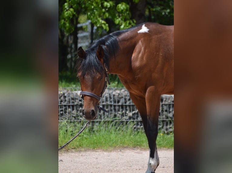 Paint Horse Wallach 2 Jahre 150 cm Schecke in Nohfelden