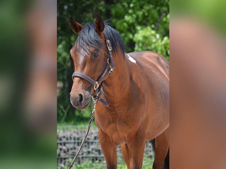 Paint Horse Wallach 2 Jahre 150 cm Schecke in Nohfelden
