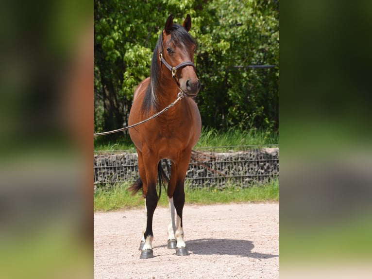 Paint Horse Wallach 2 Jahre 150 cm Schecke in Nohfelden