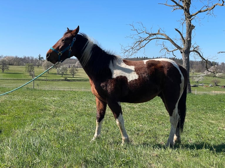 Paint Horse Wallach 2 Jahre 150 cm Schecke in Straubenhardt