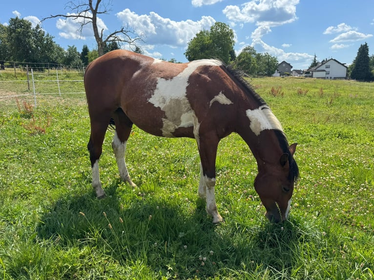 Paint Horse Wallach 2 Jahre 150 cm Schecke in Straubenhardt