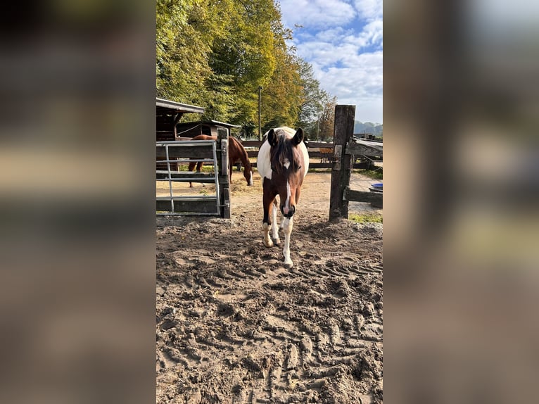 Paint Horse Wallach 2 Jahre 152 cm Tobiano-alle-Farben in Bergkamen