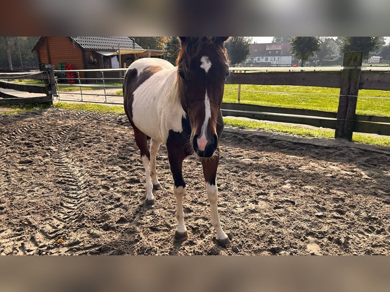 Paint Horse Wallach 2 Jahre 152 cm Tobiano-alle-Farben in Bergkamen