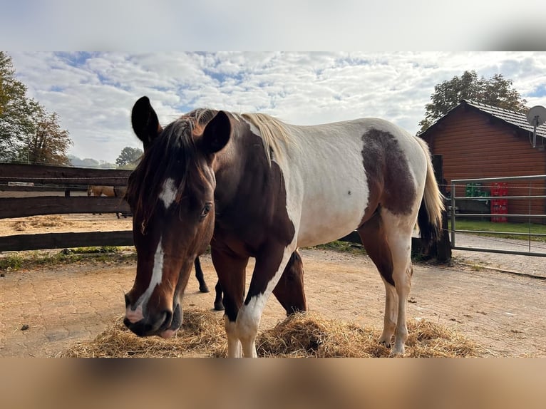 Paint Horse Wallach 2 Jahre 152 cm Tobiano-alle-Farben in Bergkamen