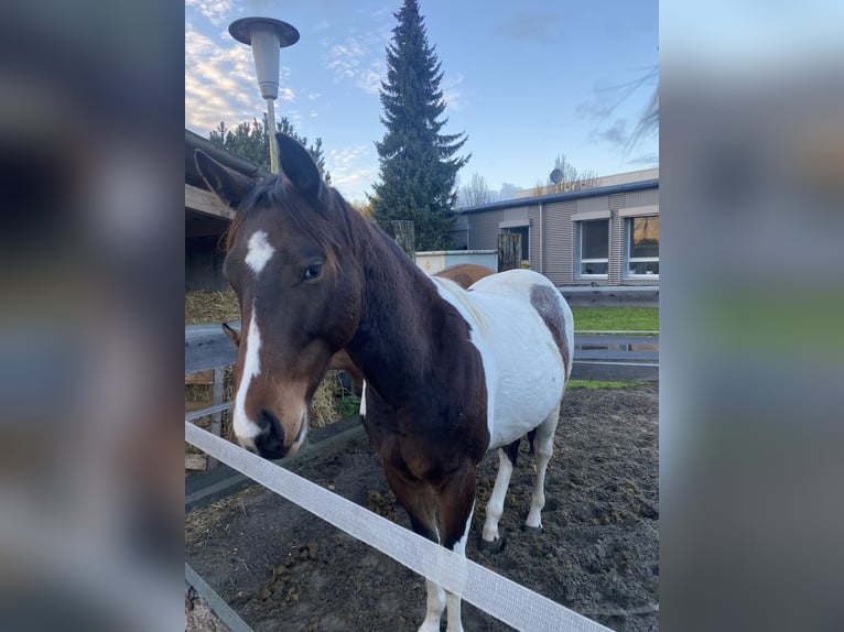 Paint Horse Wallach 2 Jahre 152 cm Tobiano-alle-Farben in Bergkamen