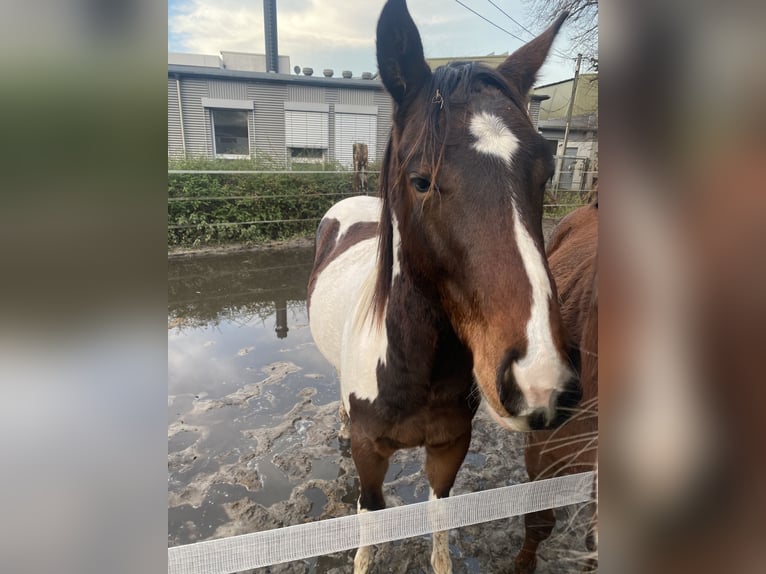 Paint Horse Wallach 2 Jahre 152 cm Tobiano-alle-Farben in Bergkamen