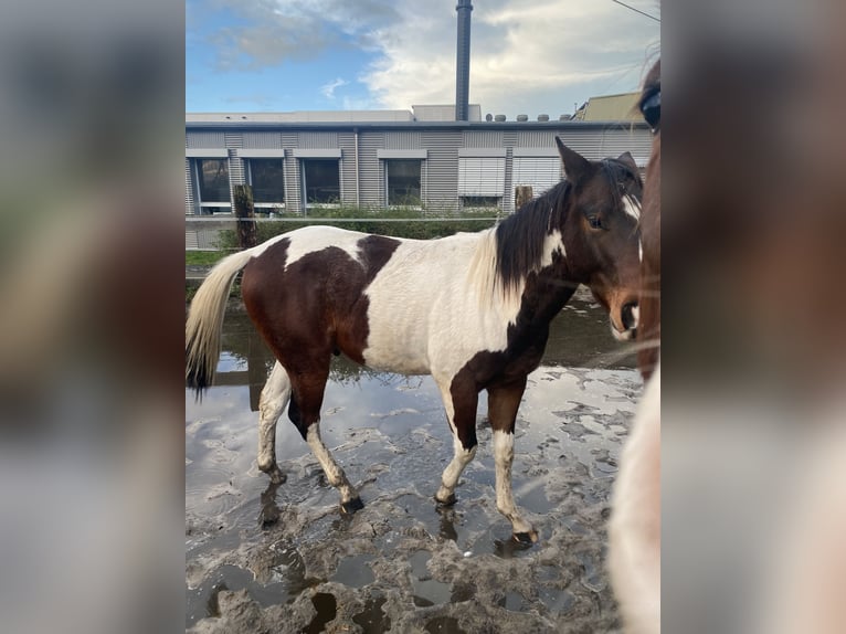Paint Horse Wallach 2 Jahre 152 cm Tobiano-alle-Farben in Bergkamen