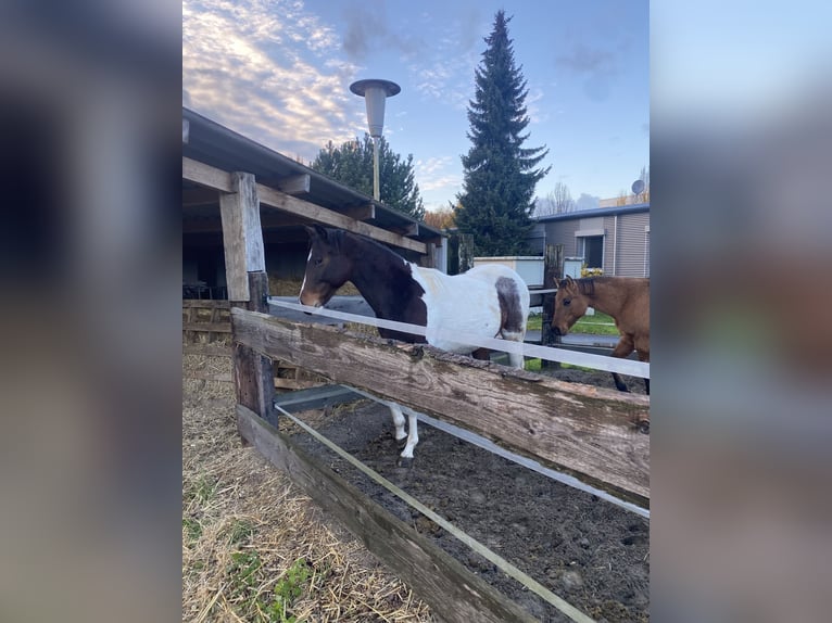 Paint Horse Wallach 2 Jahre 152 cm Tobiano-alle-Farben in Bergkamen