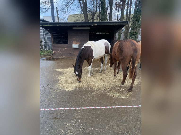 Paint Horse Wallach 2 Jahre 152 cm Tobiano-alle-Farben in Bergkamen