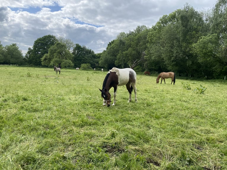 Paint Horse Wallach 2 Jahre 152 cm Tobiano-alle-Farben in Bergkamen