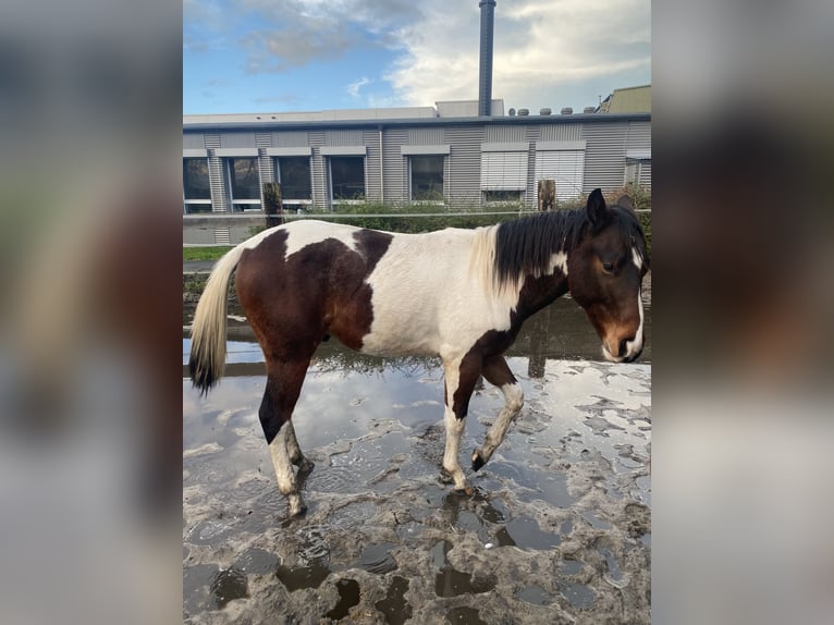 Paint Horse Wallach 2 Jahre 152 cm Tobiano-alle-Farben in Bergkamen