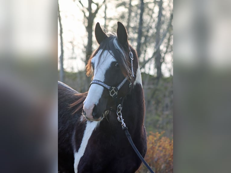 Paint Horse Wallach 2 Jahre 153 cm Tobiano-alle-Farben in Hellenthal
