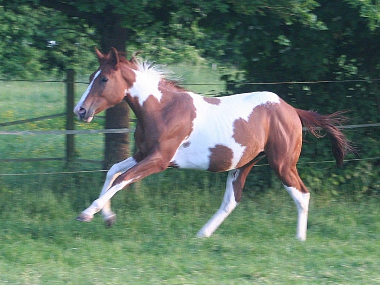 Paint Horse Wallach 2 Jahre 154 cm Dunkelfuchs in D&#xFC;sseldorf