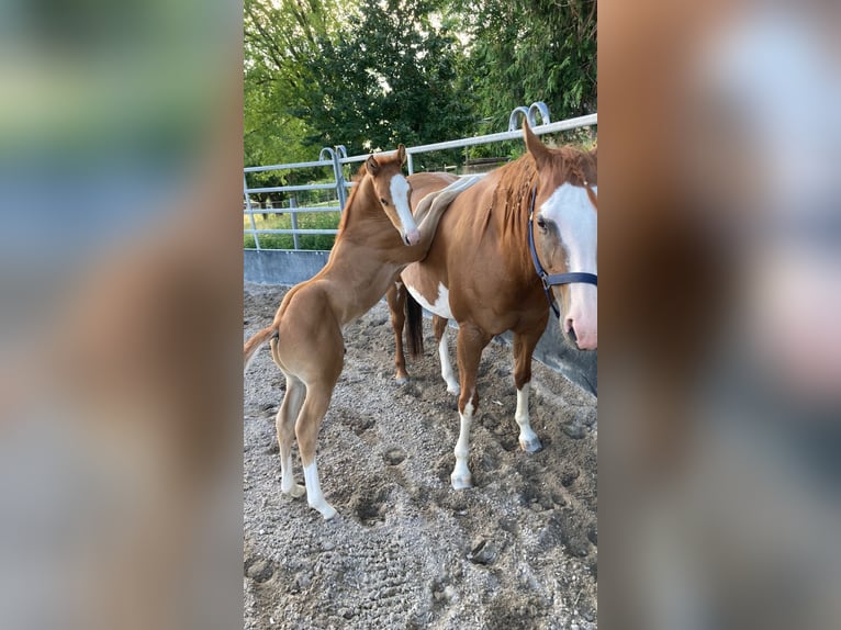 Paint Horse Wallach 2 Jahre 154 cm Fuchs in Bretten