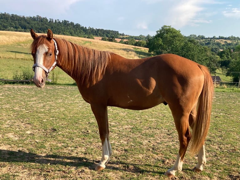 Paint Horse Wallach 2 Jahre 154 cm Fuchs in Bretten