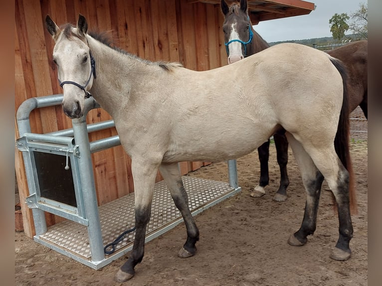 Paint Horse Wallach 2 Jahre 155 cm Buckskin in Plau am See