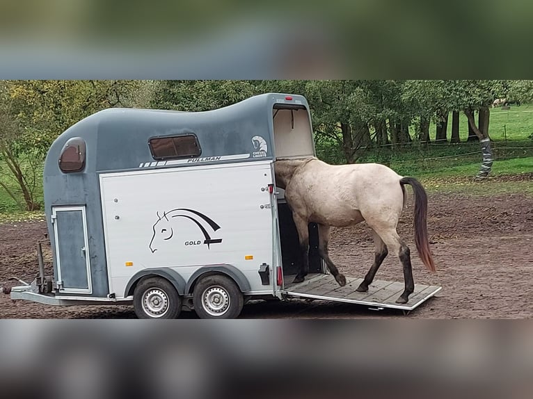 Paint Horse Wallach 2 Jahre 155 cm Buckskin in Plau am See