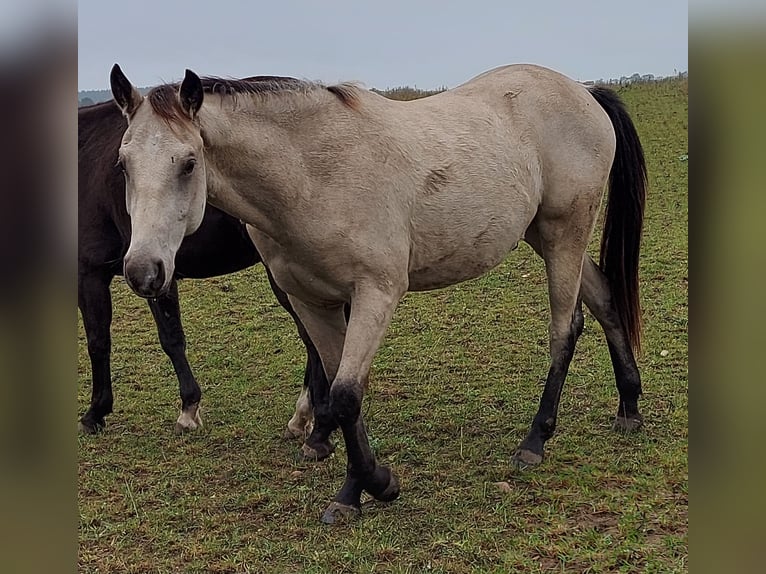 Paint Horse Wallach 2 Jahre 155 cm Buckskin in Plau am See