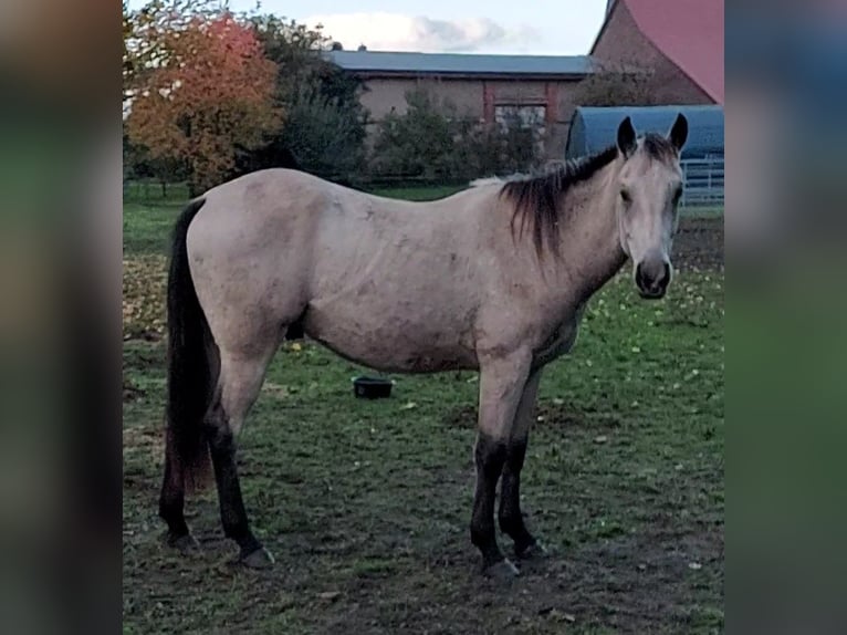 Paint Horse Wallach 2 Jahre 155 cm Buckskin in Plau am See