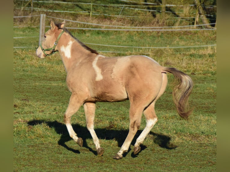 Paint Horse Wallach 2 Jahre 156 cm Champagne in Buchbach