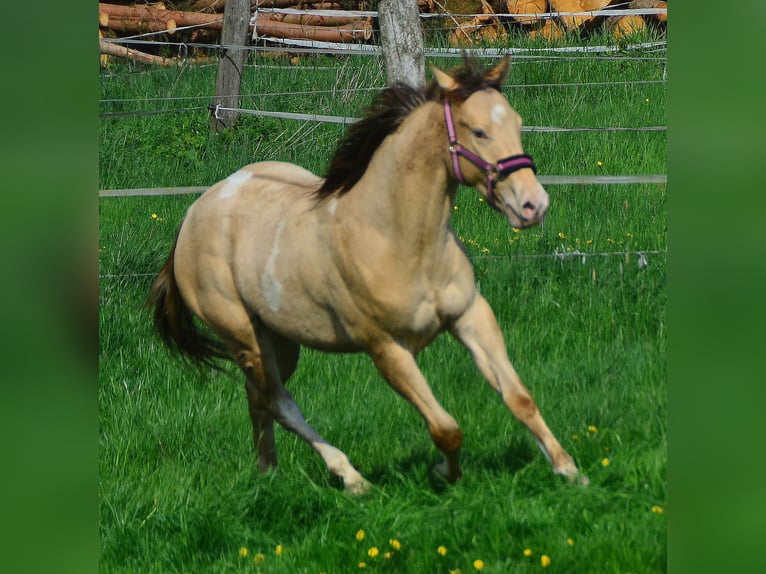 Paint Horse Wallach 2 Jahre 156 cm Champagne in Buchbach