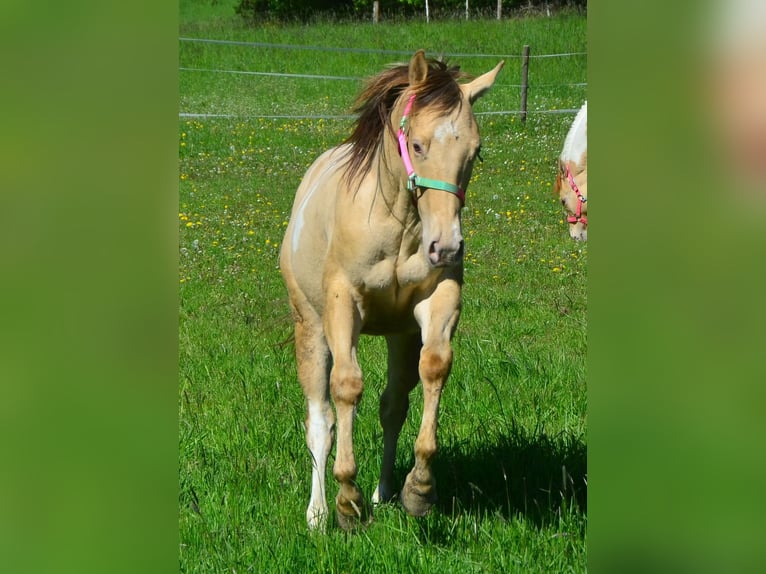 Paint Horse Wallach 2 Jahre 156 cm Champagne in Buchbach