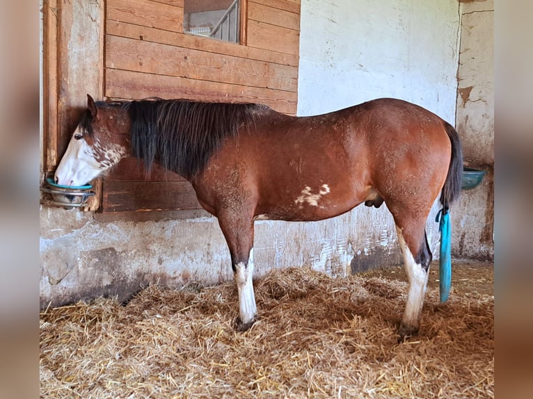 Paint Horse Wallach 2 Jahre 160 cm Brauner in Pranzing
