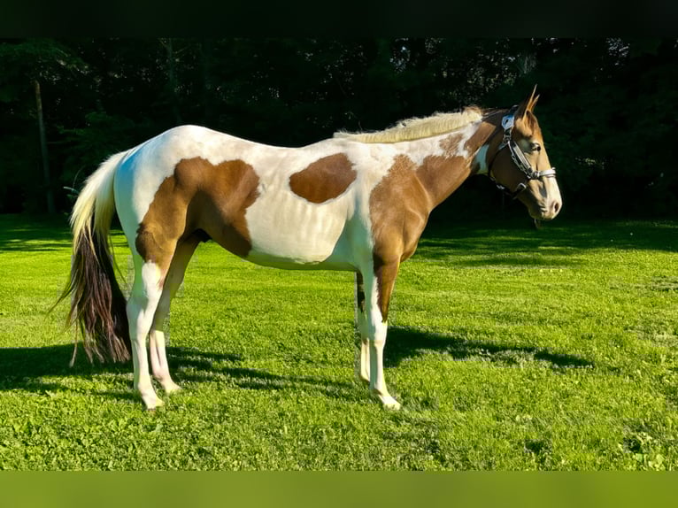 Paint Horse Wallach 2 Jahre Tobiano-alle-Farben in Jackson MI