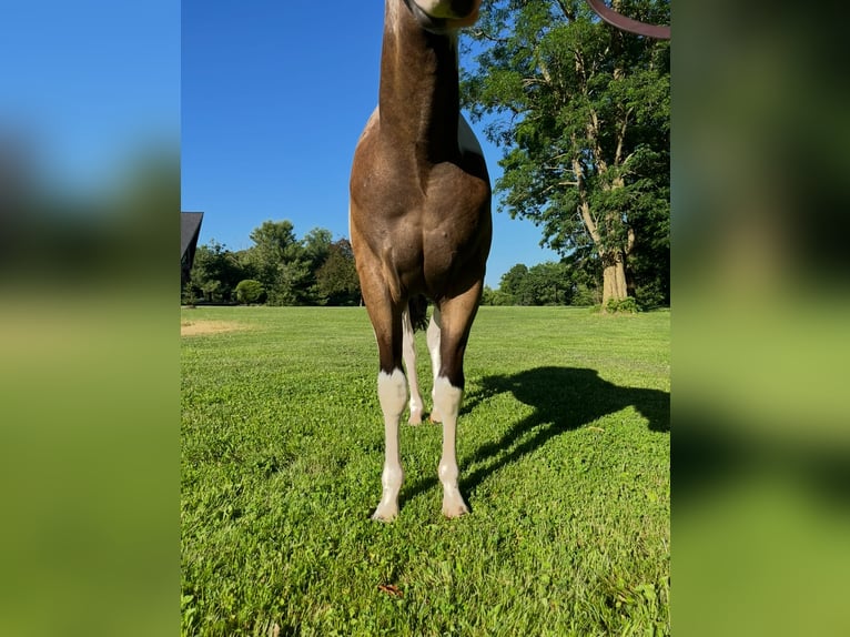 Paint Horse Wallach 2 Jahre Tobiano-alle-Farben in Jackson MI
