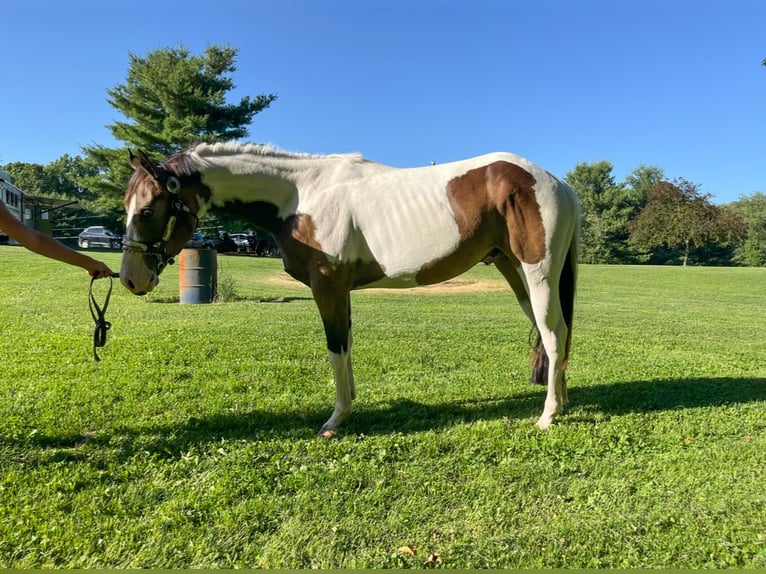 Paint Horse Wallach 2 Jahre Tobiano-alle-Farben in Jackson MI