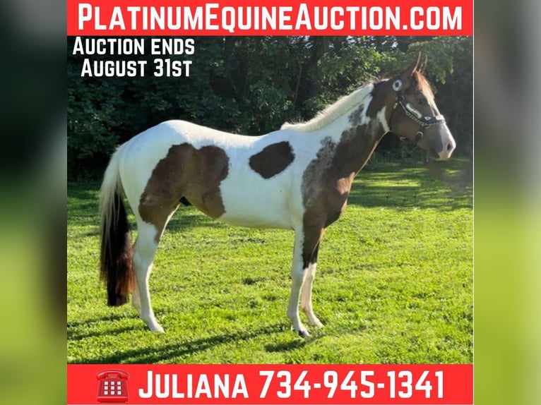 Paint Horse Wallach 2 Jahre Tobiano-alle-Farben in Jackson MI