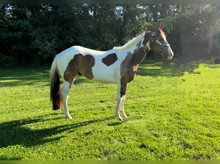 Paint Horse Wallach 2 Jahre Tobiano-alle-Farben in Jackson MI