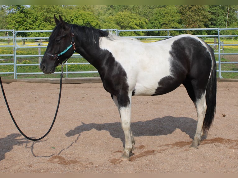 Paint Horse Wallach 2 Jahre Tobiano-alle-Farben in Hradec Králové