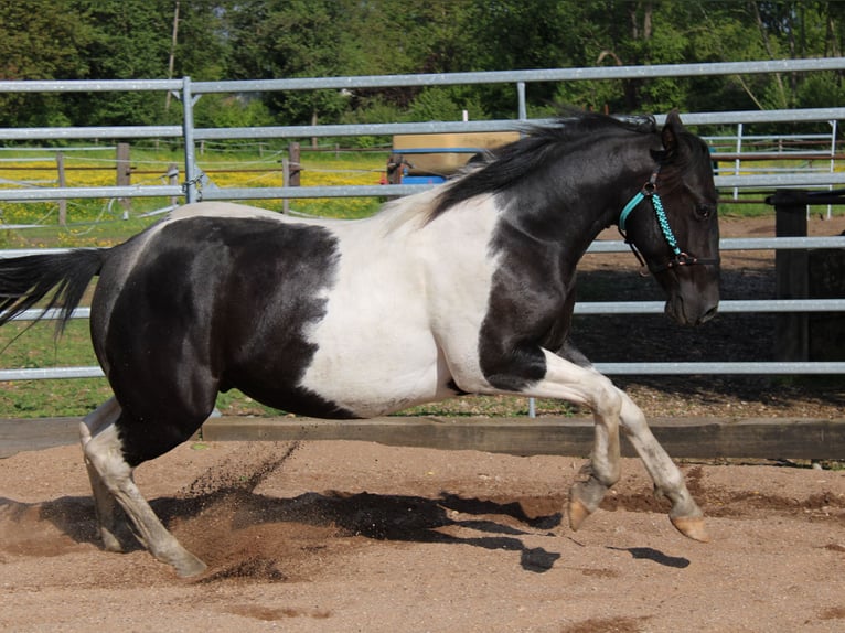 Paint Horse Wallach 2 Jahre Tobiano-alle-Farben in Hradec Králové