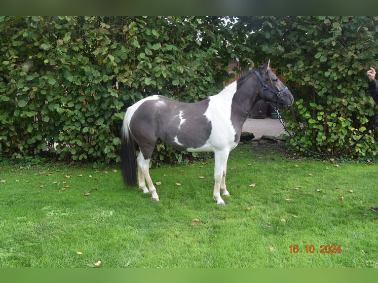 Paint Horse Wallach 3 Jahre 145 cm Grullo in Ahorn