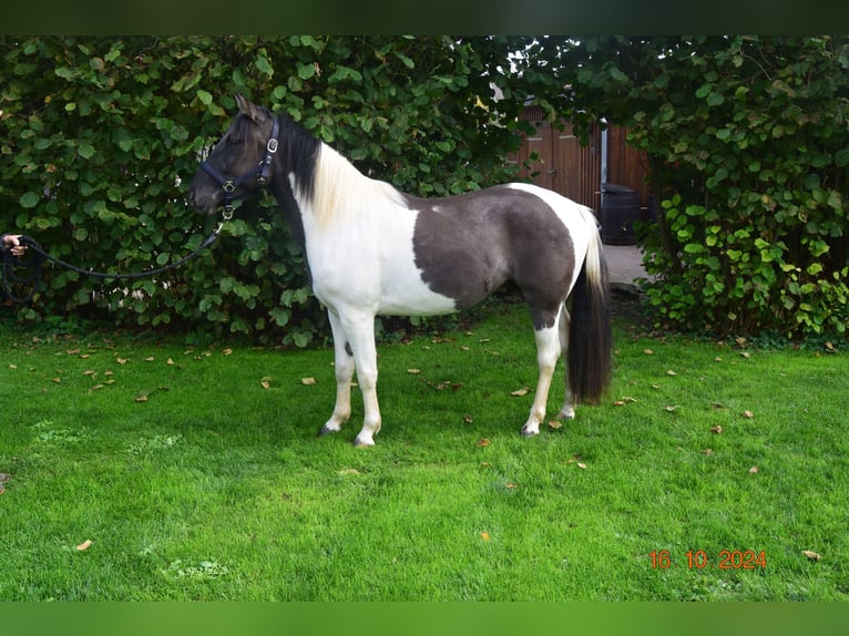 Paint Horse Wallach 3 Jahre 145 cm Grullo in Ahorn