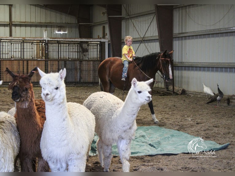 Paint Horse Wallach 3 Jahre 145 cm Rotbrauner in Cody
