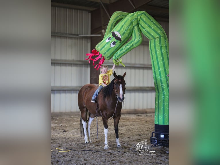 Paint Horse Wallach 3 Jahre 145 cm Rotbrauner in Cody