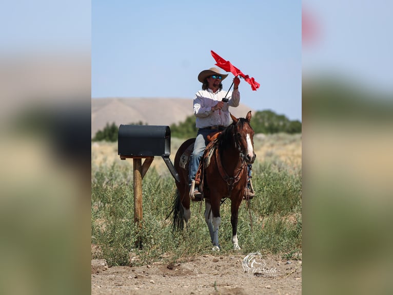 Paint Horse Wallach 3 Jahre 145 cm Rotbrauner in Cody
