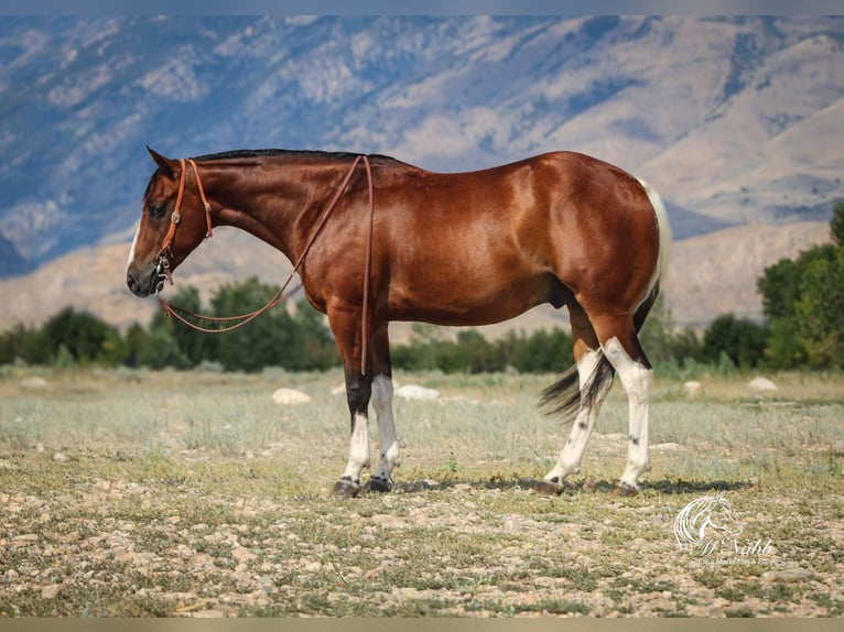 Paint Horse Wallach 3 Jahre 145 cm Rotbrauner in Cody