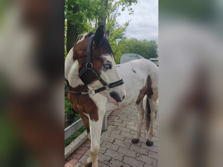 Paint Horse Wallach 3 Jahre 148 cm Schecke in Walsdorf
