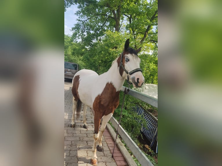 Paint Horse Wallach 3 Jahre 148 cm Schecke in Walsdorf