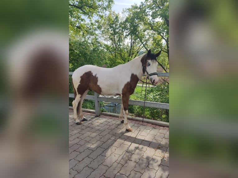 Paint Horse Wallach 3 Jahre 148 cm Schecke in Walsdorf